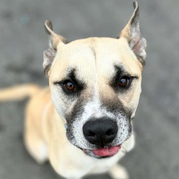 Enlarge Rex, a Adoptable mixed breed in Concord, NC image 1/6