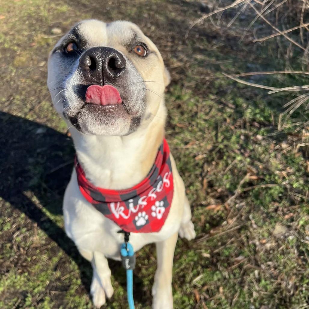 Enlarge Rex, a Adoptable mixed breed in Concord, NC image 2/6
