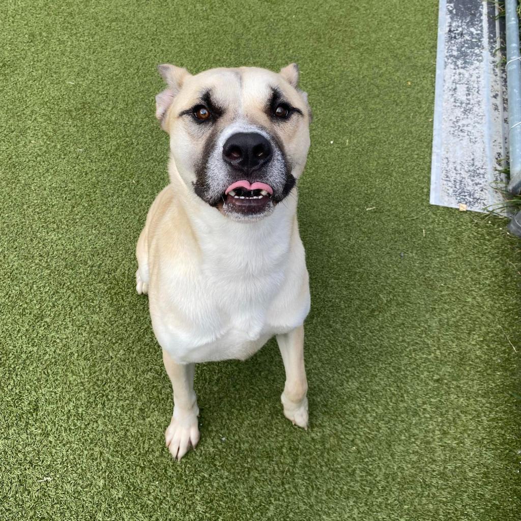 Enlarge Rex, a Adoptable mixed breed in Concord, NC image 2/6