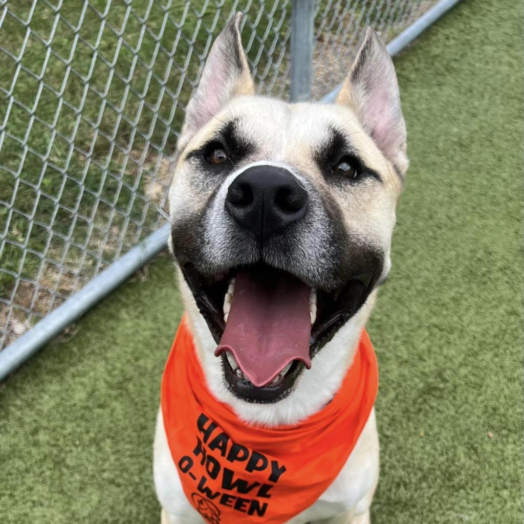 Enlarge Rex, a Adoptable mixed breed in Concord, NC image 3/6