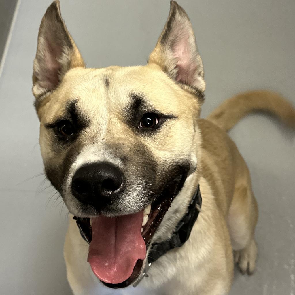 Enlarge Rex, a Adoptable mixed breed in Concord, NC image 4/6