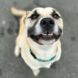 Enlarge Rex, a Adoptable mixed breed in Concord, NC image 5/6