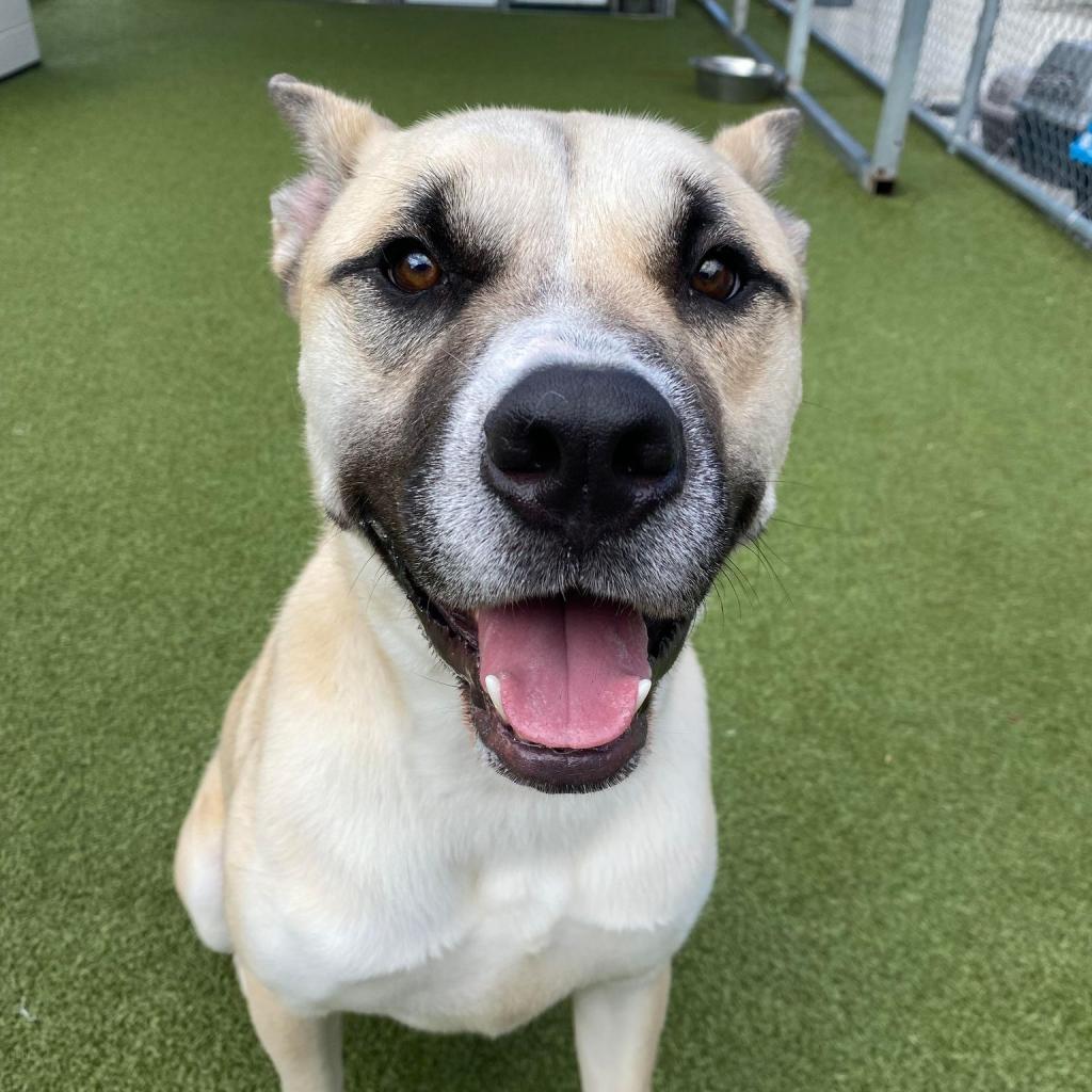 Enlarge Rex, a Adoptable mixed breed in Concord, NC image 5/6