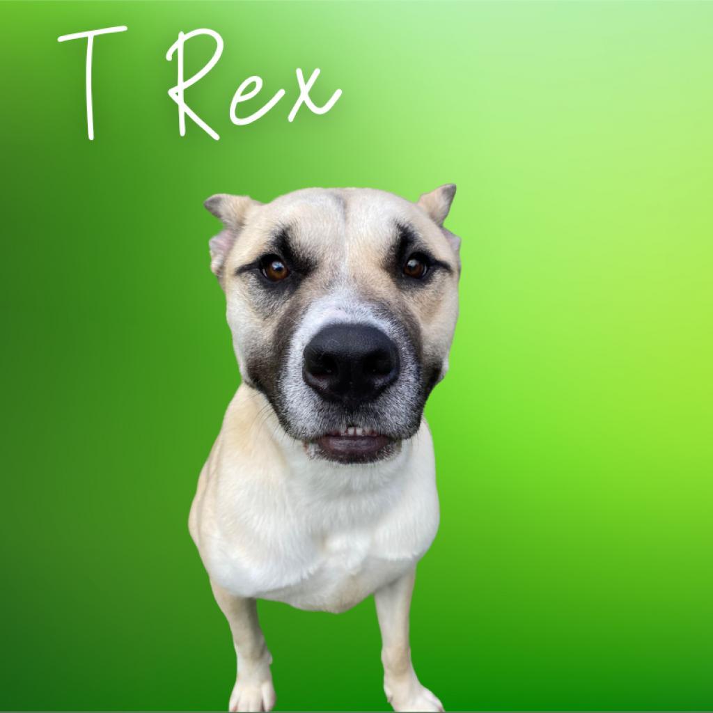 Enlarge Rex, a Adoptable mixed breed in Concord, NC image 6/6