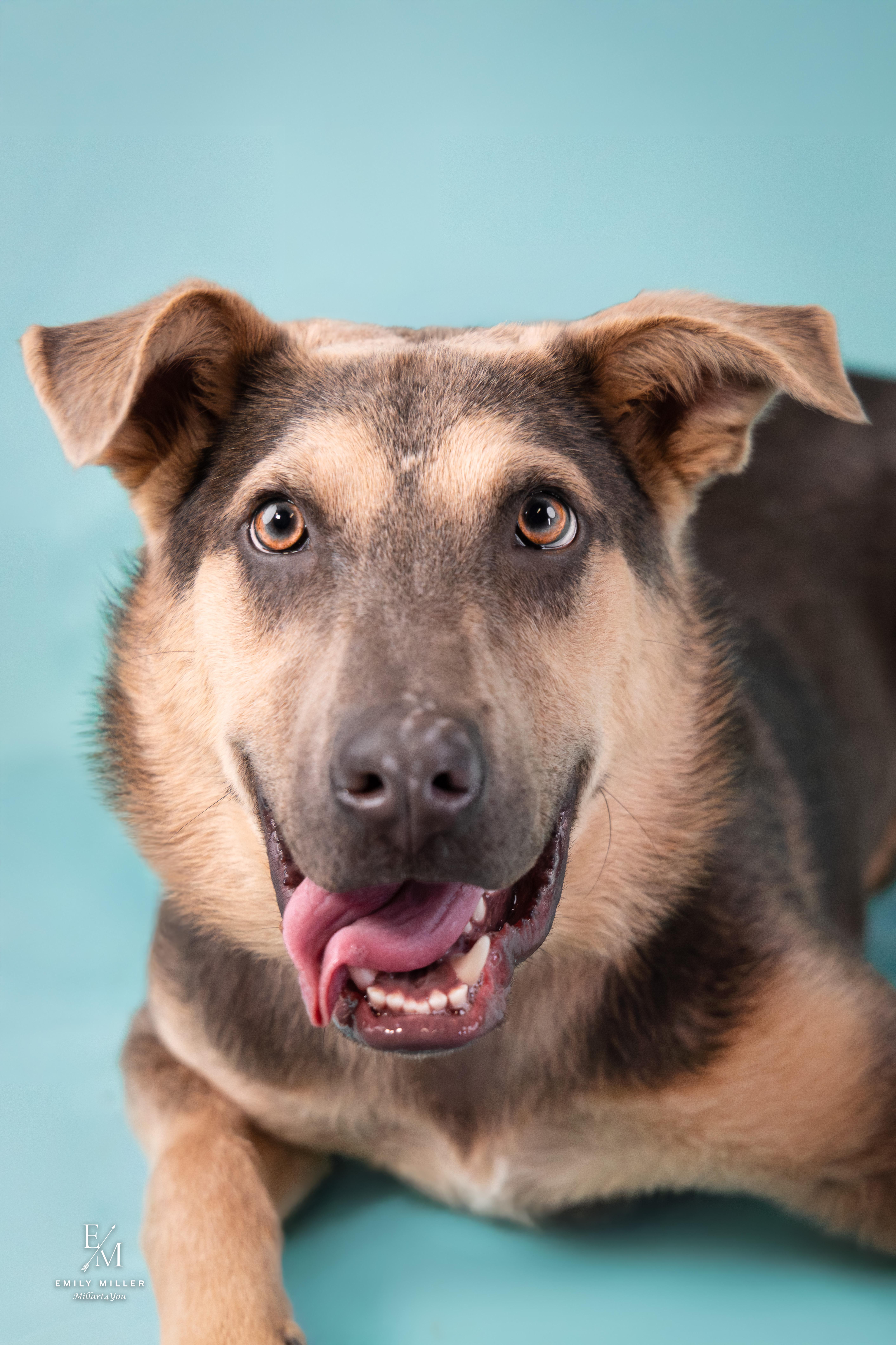 Enlarge Norman, an adoptable mixed breed in Phoenix, AZ image 3/6