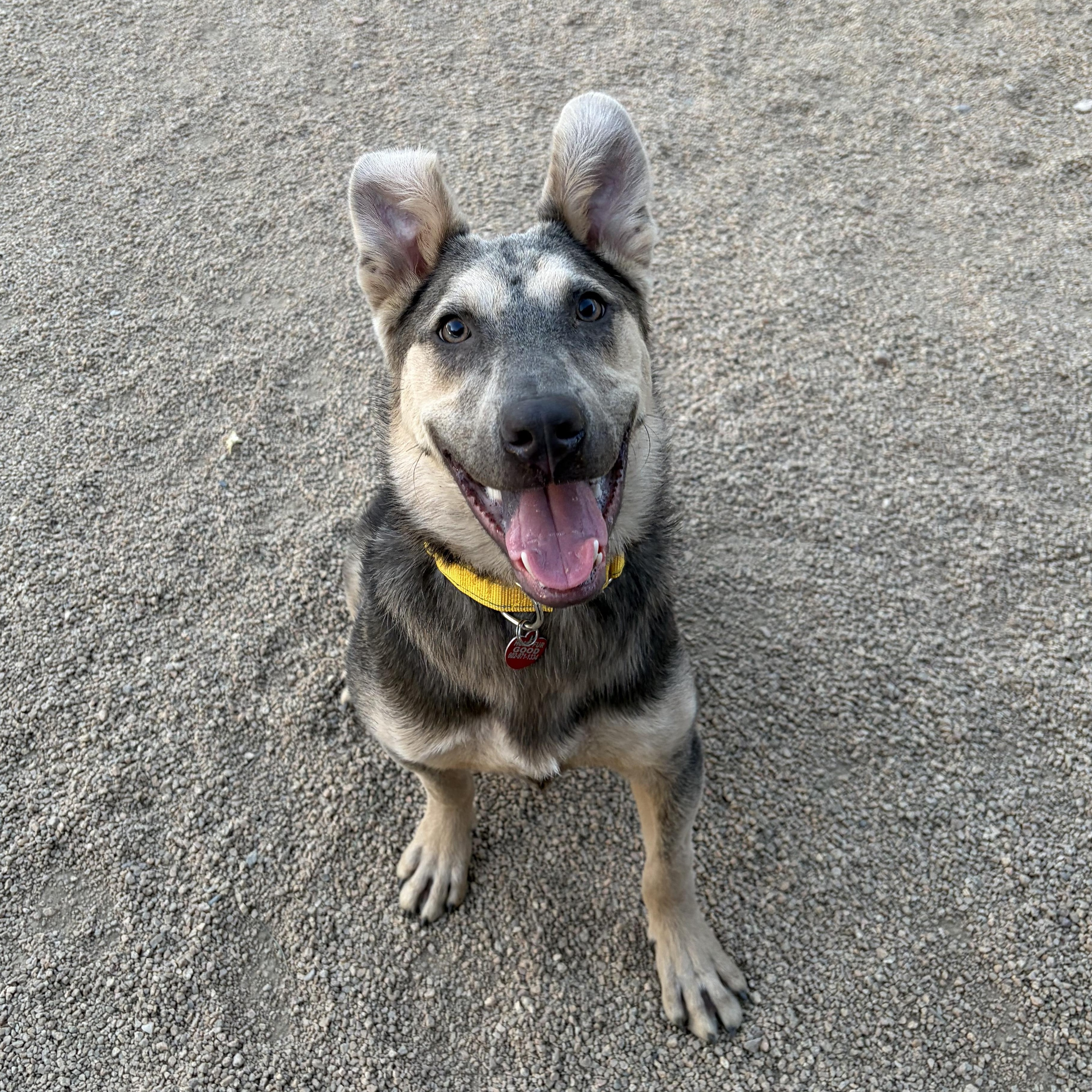 Enlarge Norman, an adoptable mixed breed in Phoenix, AZ image 6/6