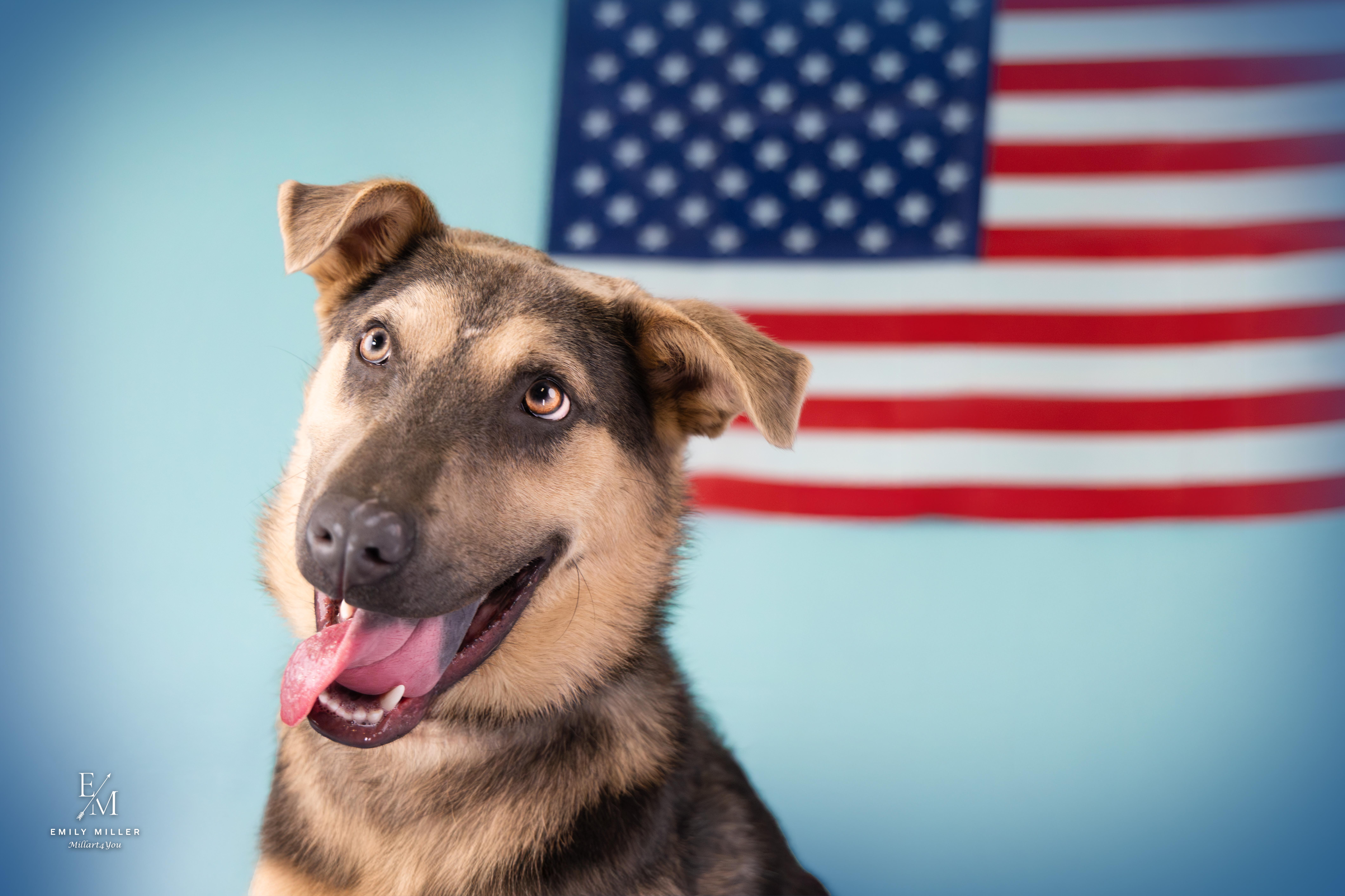 Enlarge Norman, an adoptable mixed breed in Phoenix, AZ image 5/6