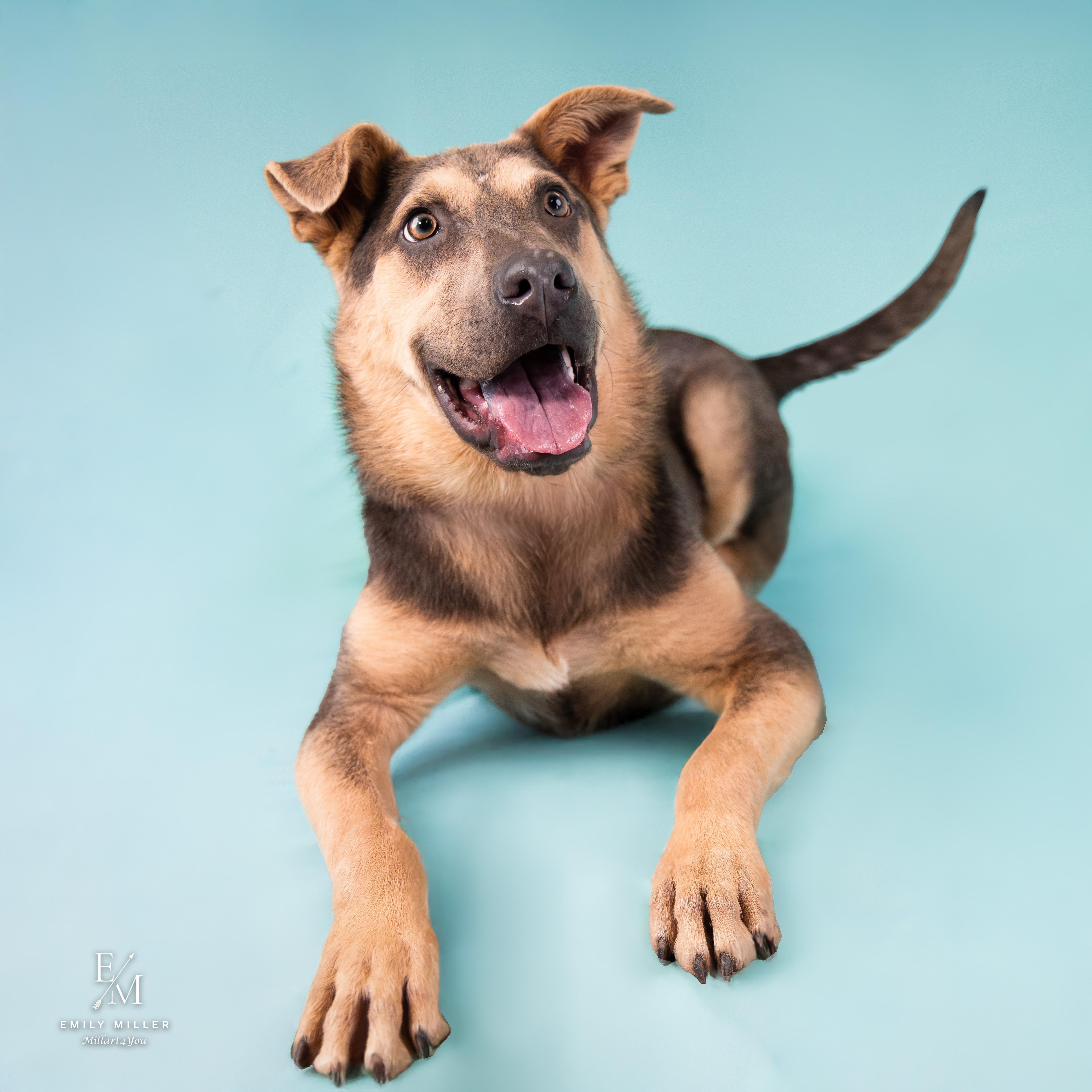 Enlarge Norman, an adoptable mixed breed in Phoenix, AZ image 2/6