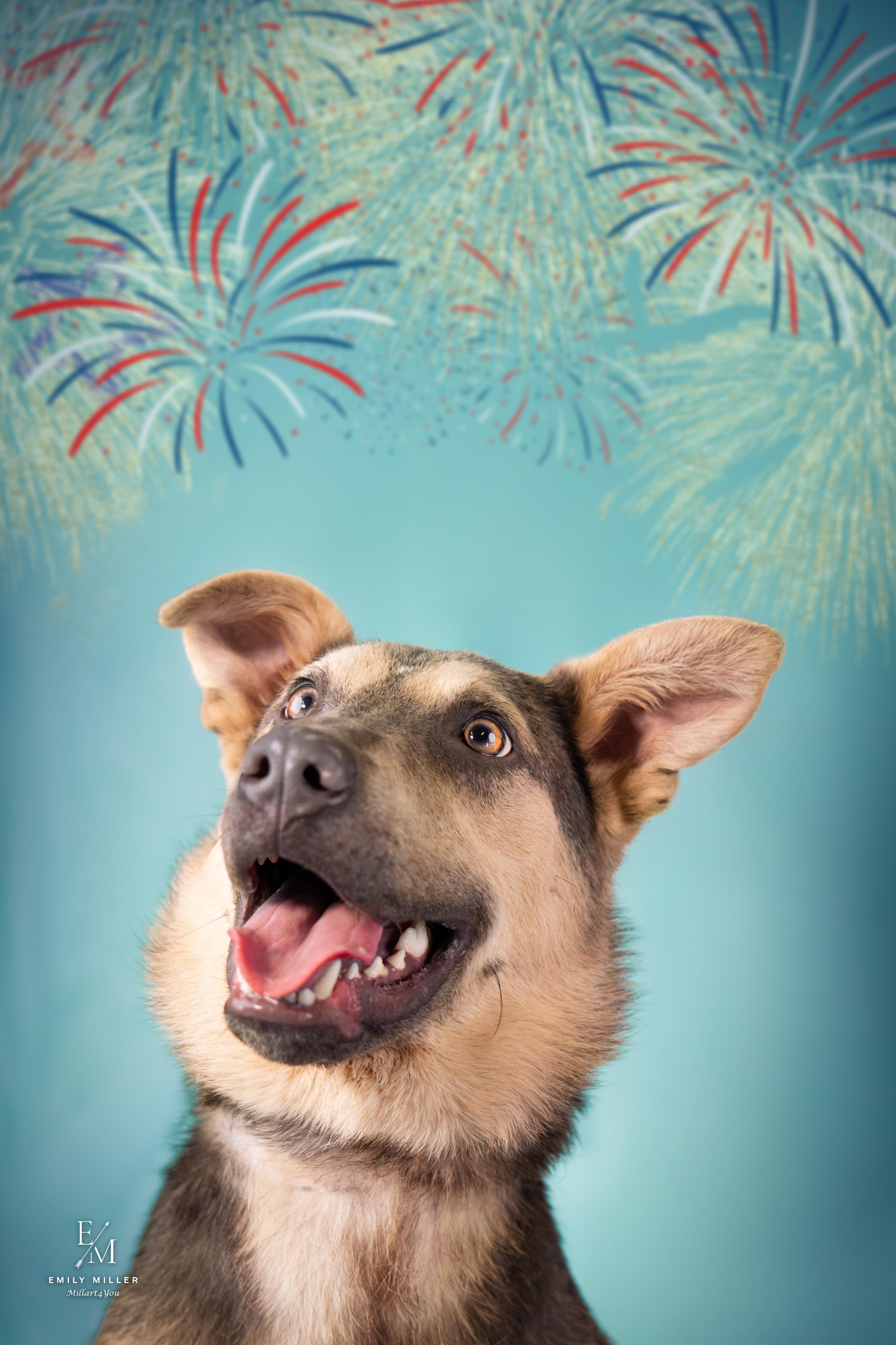 Enlarge Norman, an adoptable mixed breed in Phoenix, AZ image 4/6