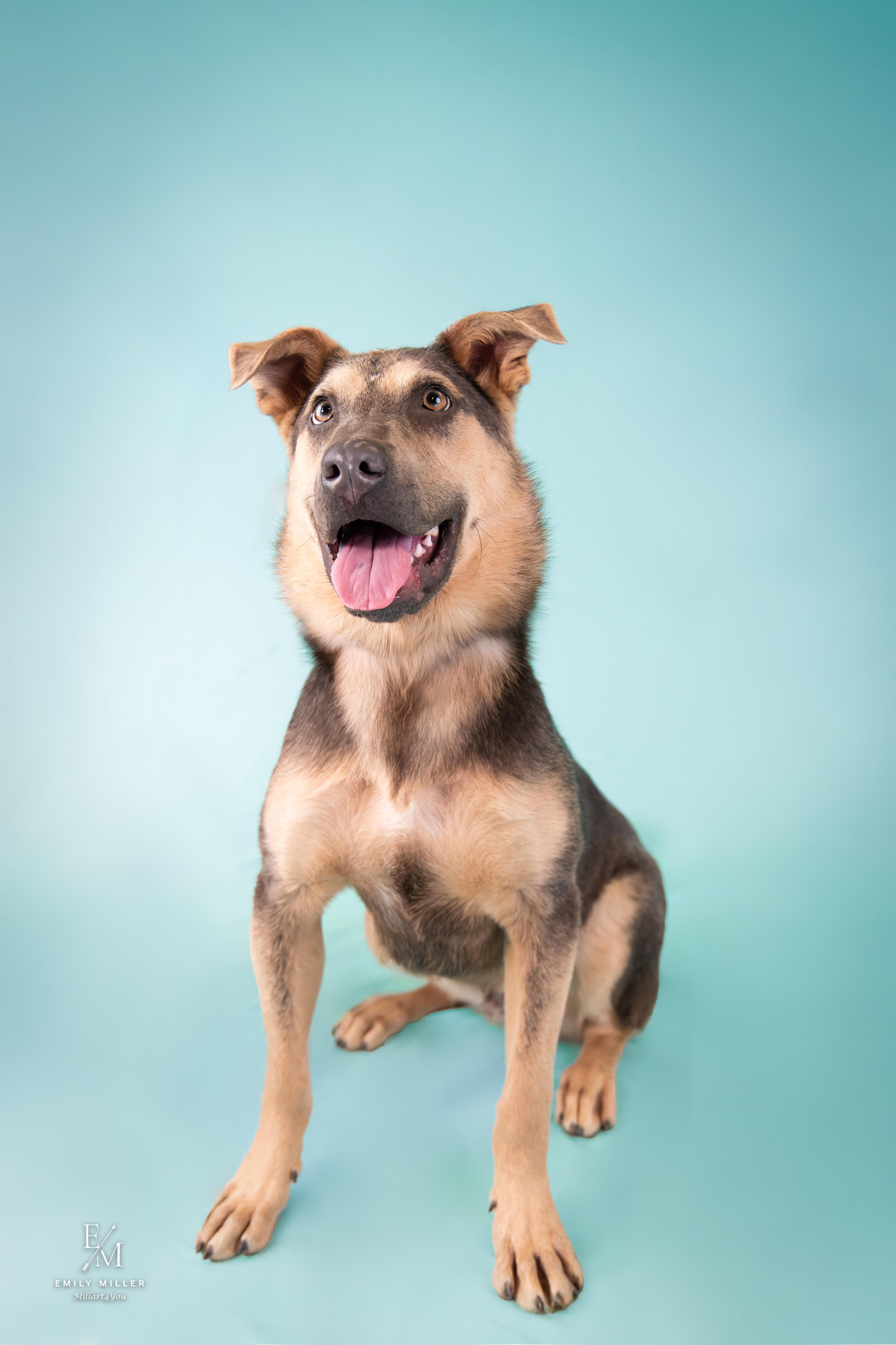 Norman, adoptable, Puppy Male German Shepherd Dog.