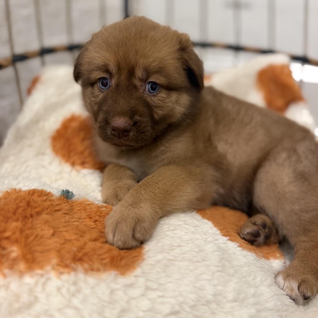Cinnamon photo