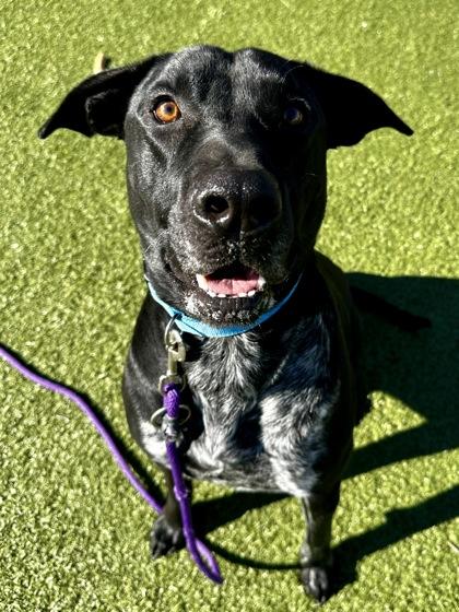 Enlarge Scar Face, a Adoptable mixed breed in Wichita, KS image 1/3