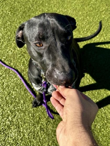 Enlarge Scar Face, a Adoptable mixed breed in Wichita, KS image 2/3