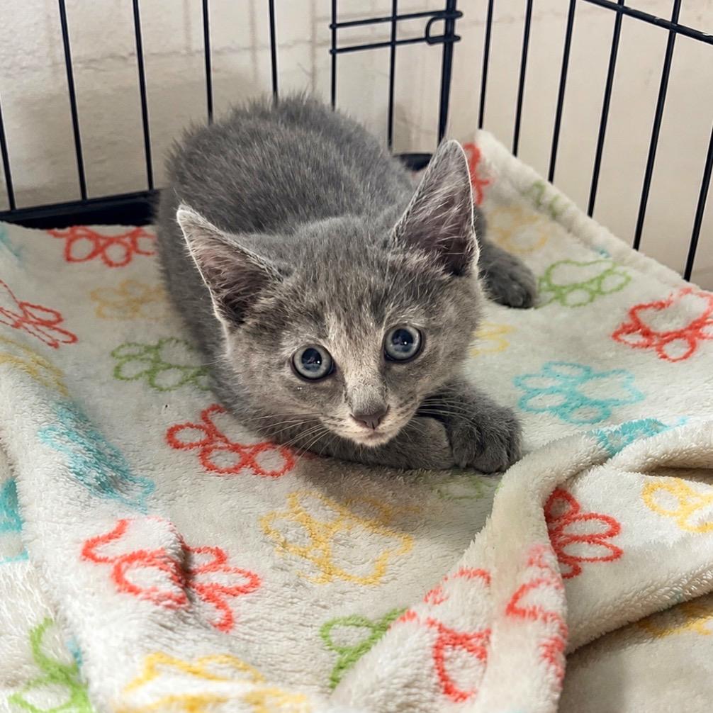 Minnow, Adoptable, Kitten Female Domestic Short Hair.