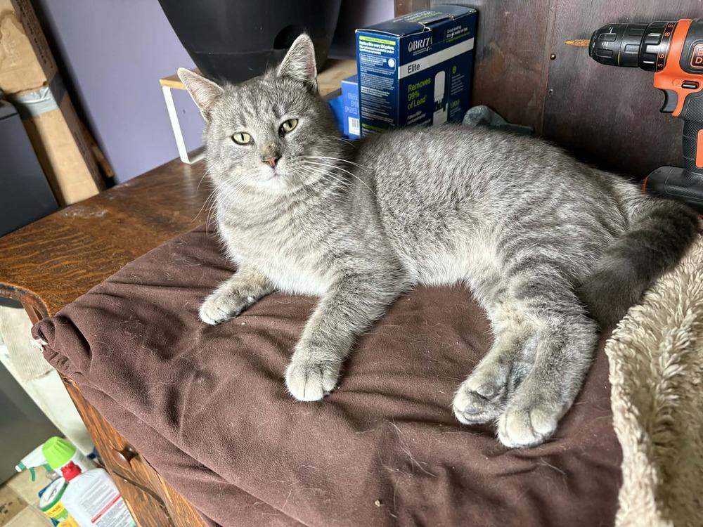 Buck, Adoptable, Young Male Domestic Short Hair.