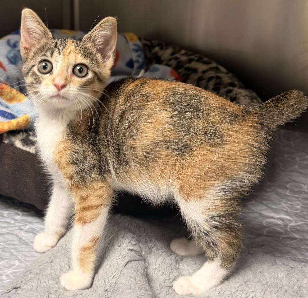 Enlarge Daisy Duck, a Adoptable mixed breed in Fort Lauderdale, FL image 1/6