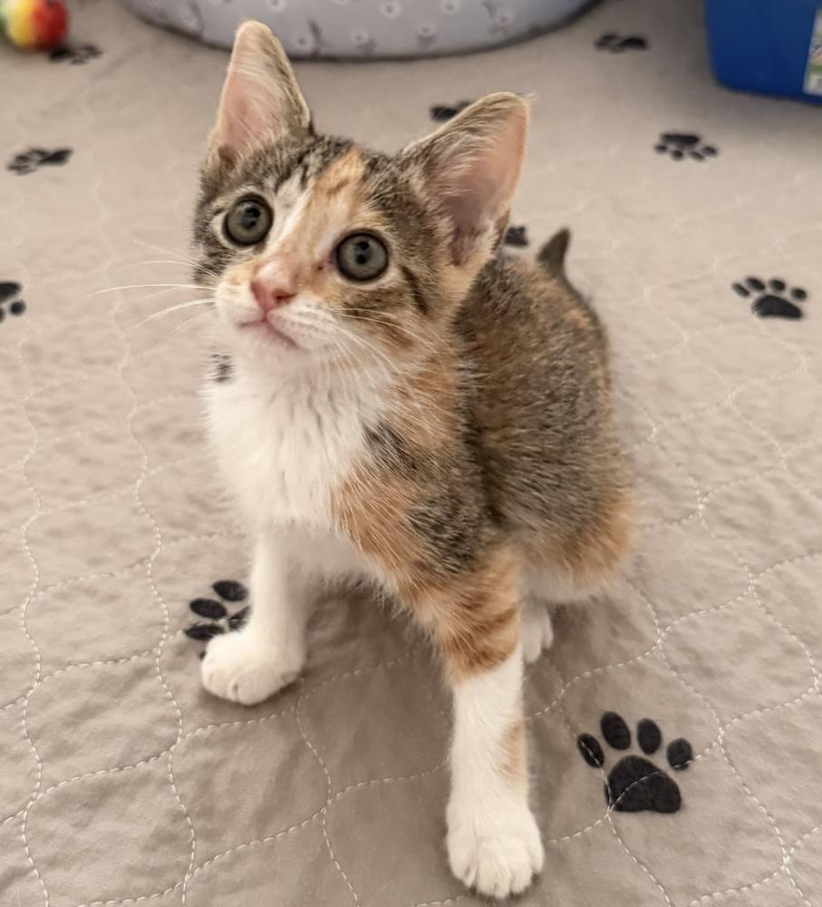 Enlarge Daisy Duck, a Adoptable mixed breed in Fort Lauderdale, FL image 2/6