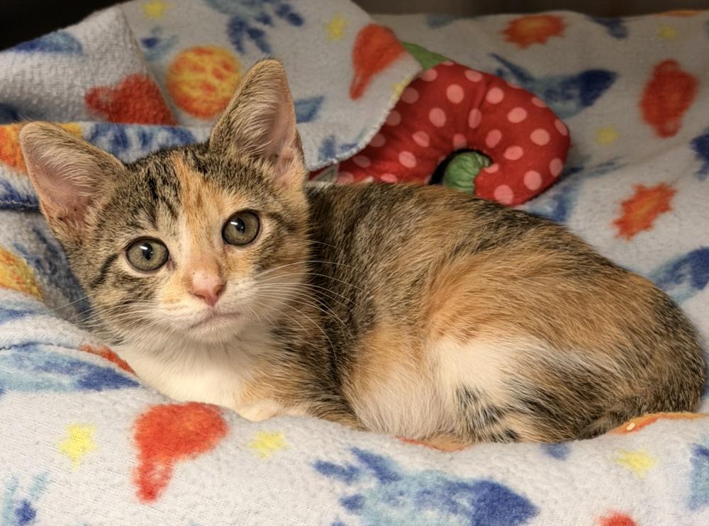 Enlarge Daisy Duck, a Adoptable mixed breed in Fort Lauderdale, FL image 3/6