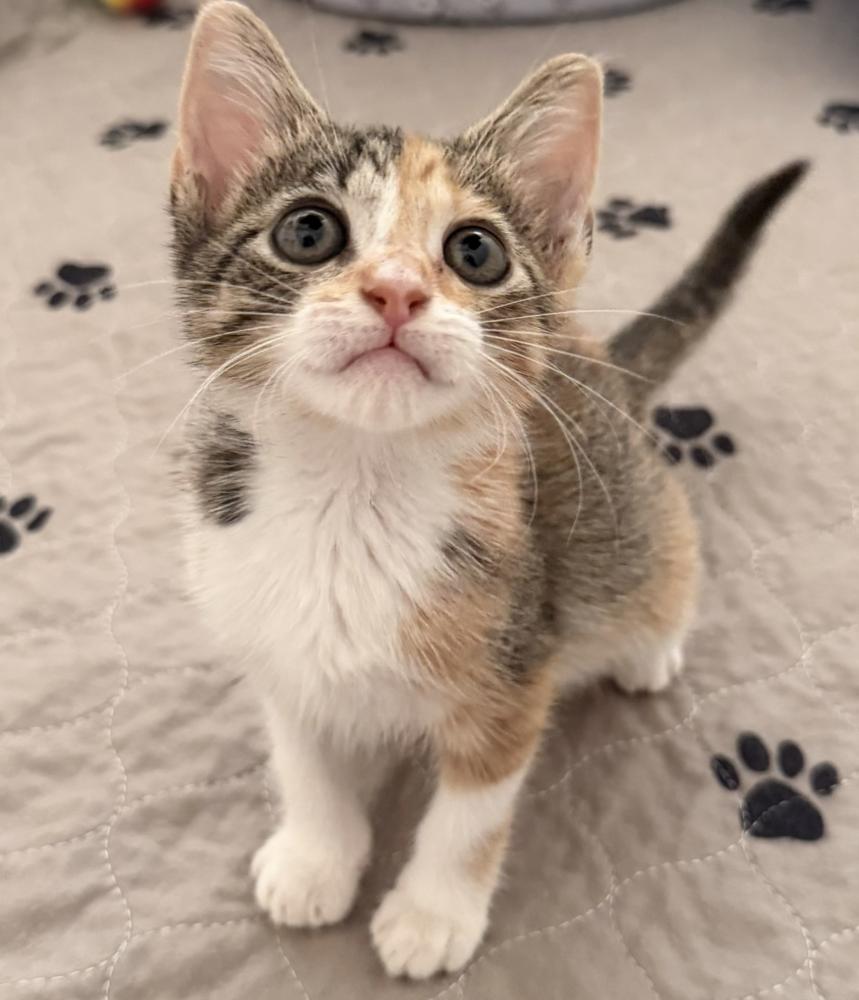 Enlarge Daisy Duck, a Adoptable mixed breed in Fort Lauderdale, FL image 4/6