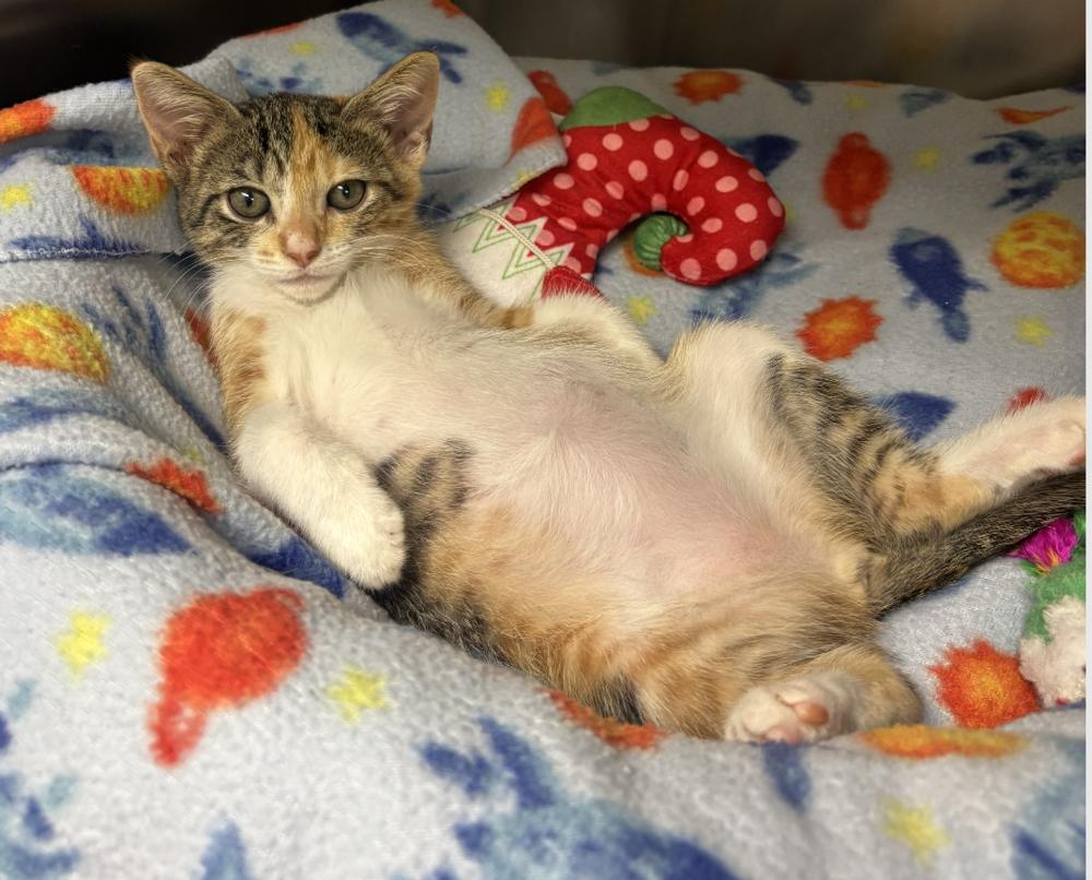 Enlarge Daisy Duck, a Adoptable mixed breed in Fort Lauderdale, FL image 5/6