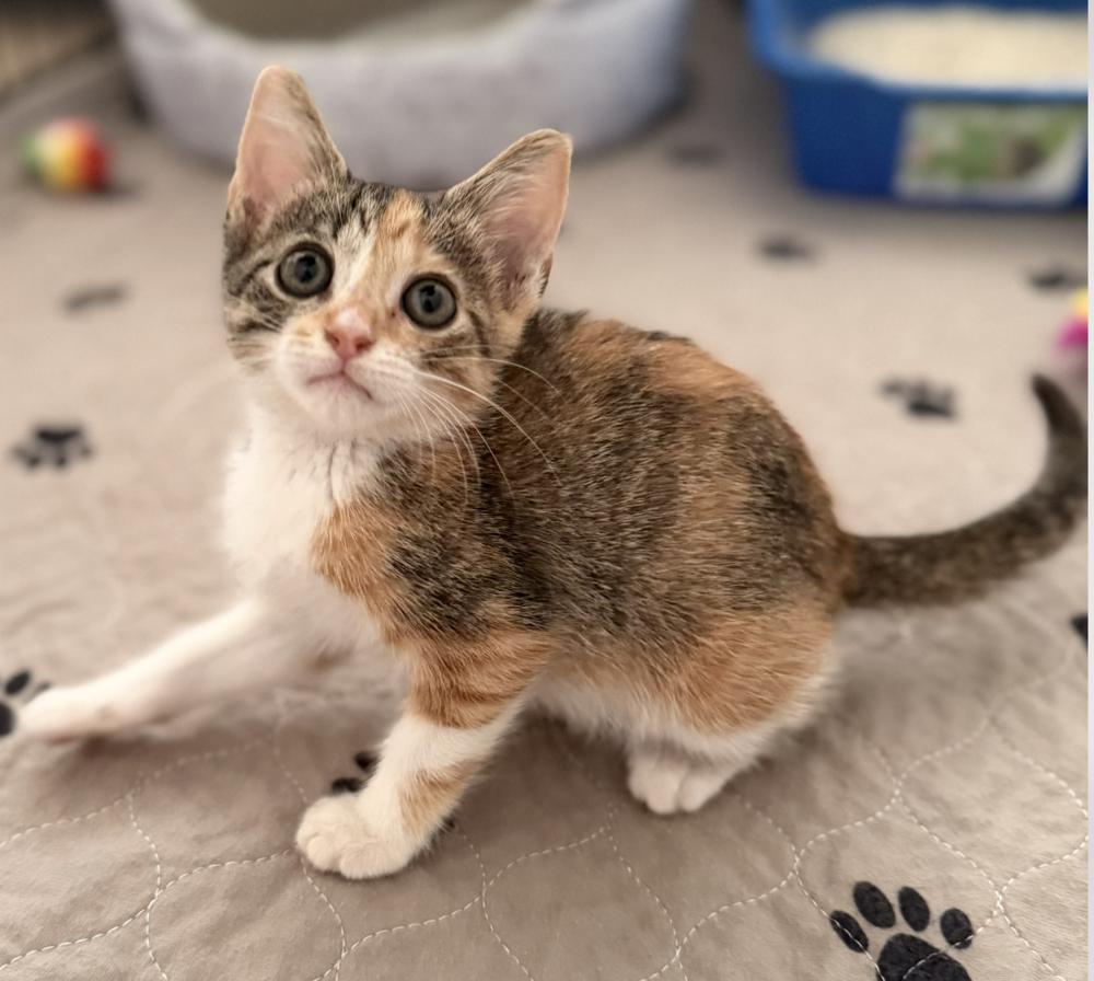 Enlarge Daisy Duck, a Adoptable mixed breed in Fort Lauderdale, FL image 6/6