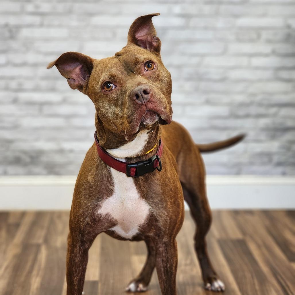 Kane, Adoptable, Adult Male Pit Bull Terrier & Mixed Breed.
