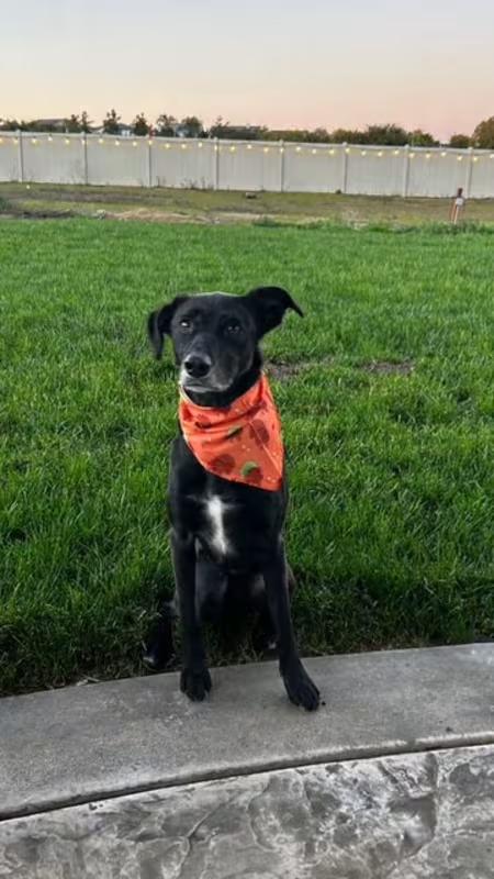 Enlarge Samson, a ADOPTABLE Labrador Retriever in Temecula, CA image 4/4