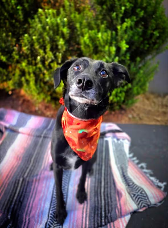 Enlarge Samson, a ADOPTABLE Labrador Retriever in Temecula, CA image 1/4