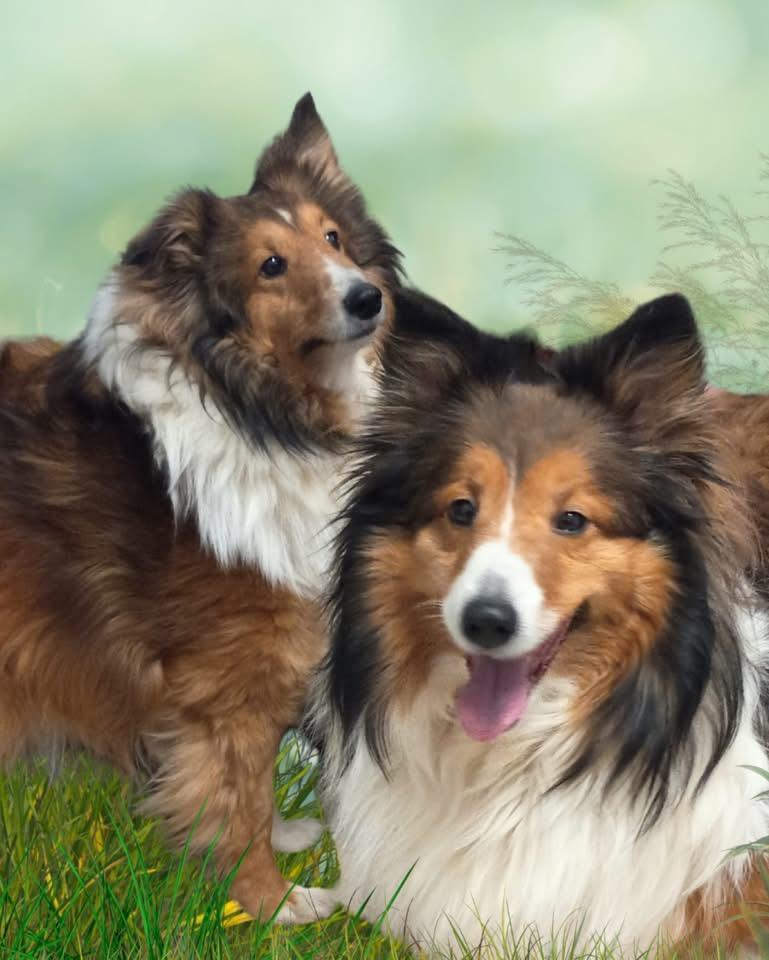 Enlarge Molly By Golly & Oliver Twist, a ADOPTABLE Shetland Sheepdog / Sheltie in Westfield, NY image 1/4