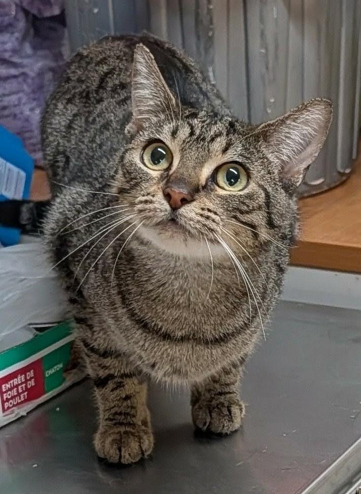 IVY (CR/SC), Adopted, Young Female Bengal & Domestic Short Hair.