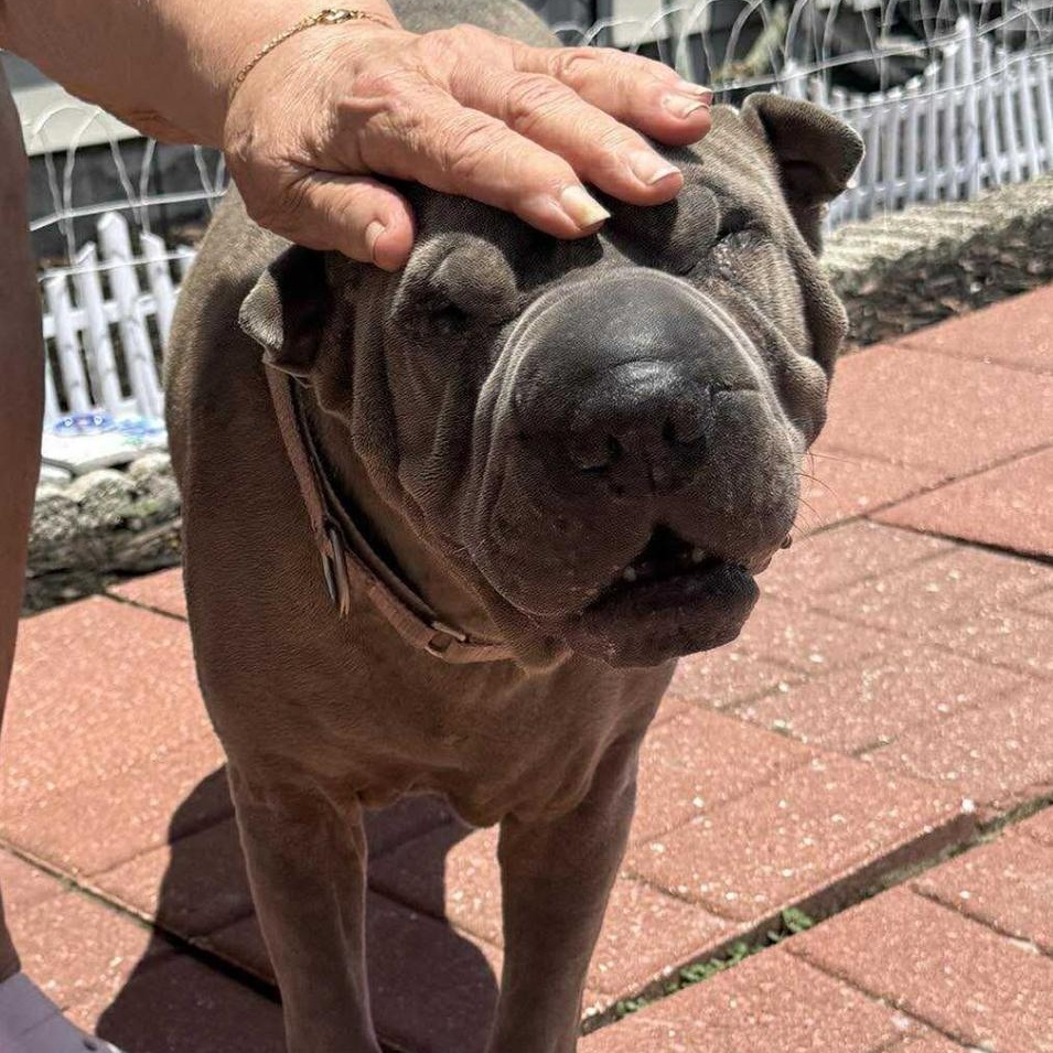 Purrrfect PEPPER, a Adoptable Shar-Pei in Tampa, FL image 2/6