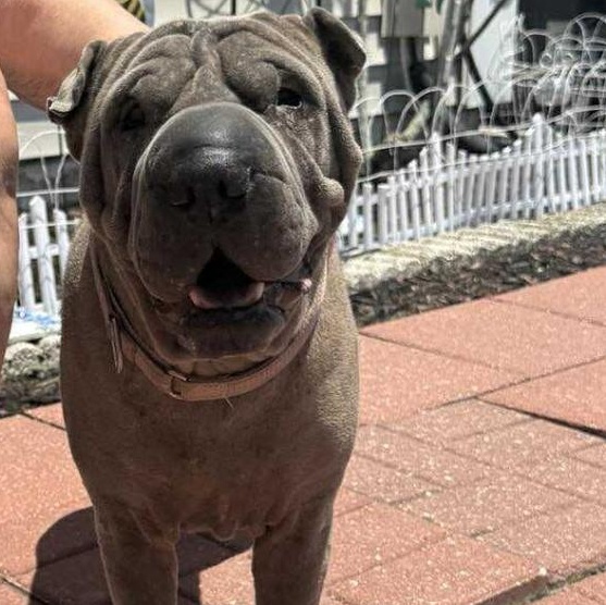Purrrfect PEPPER, Adoptable, Adult Female Shar-Pei.
