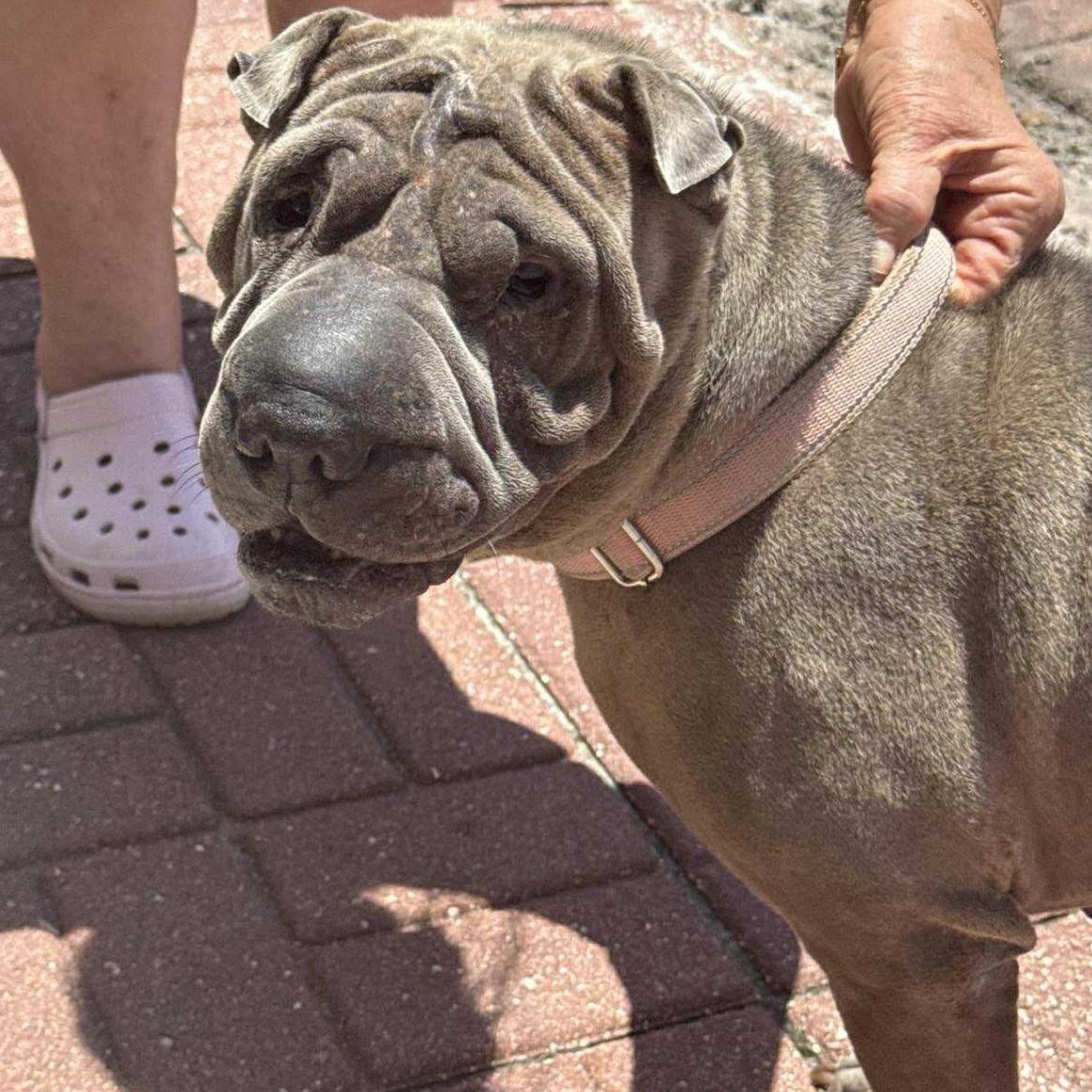 Purrrfect PEPPER, a Adoptable Shar-Pei in Tampa, FL image 3/6