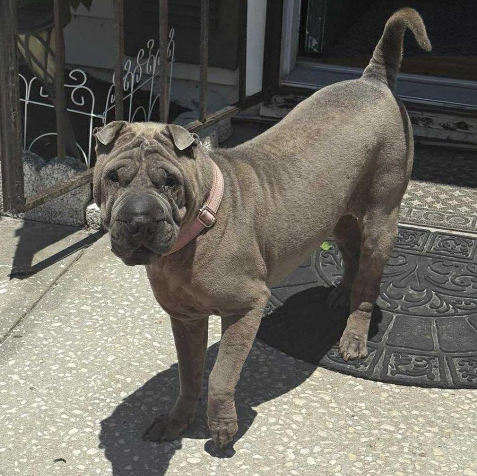 Purrrfect PEPPER, a Adoptable Shar-Pei in Tampa, FL image 4/6