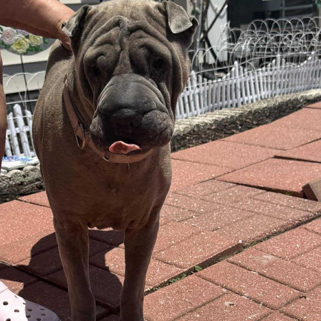 Purrrfect PEPPER, a Adoptable Shar-Pei in Tampa, FL image 5/6