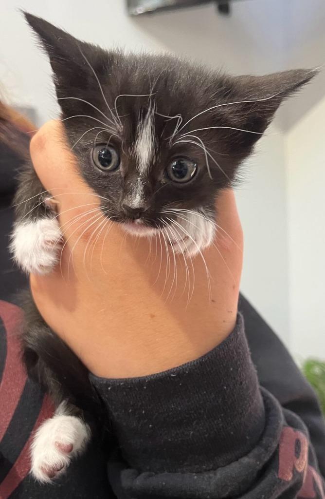 Enlarge Licorice, a Adoptable mixed breed in Richland Hills, TX image 1/1