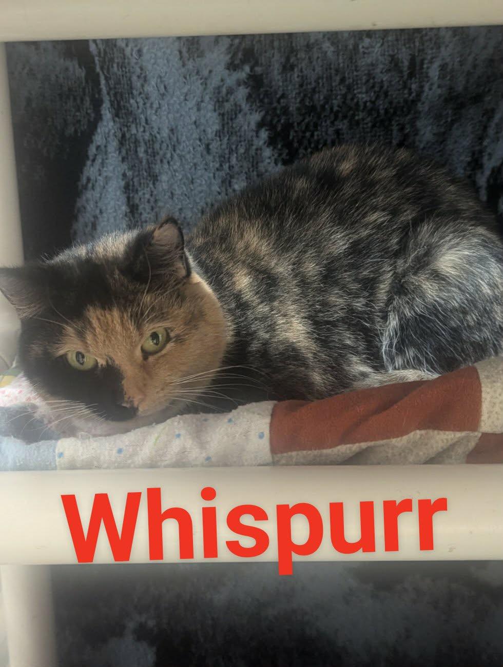 Enlarge Whispurr, a ADOPTABLE Domestic Short Hair in Logan, OH image 1/1