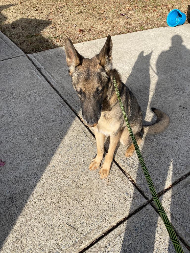 Esko, Adoptable, Senior Male German Shepherd Dog.