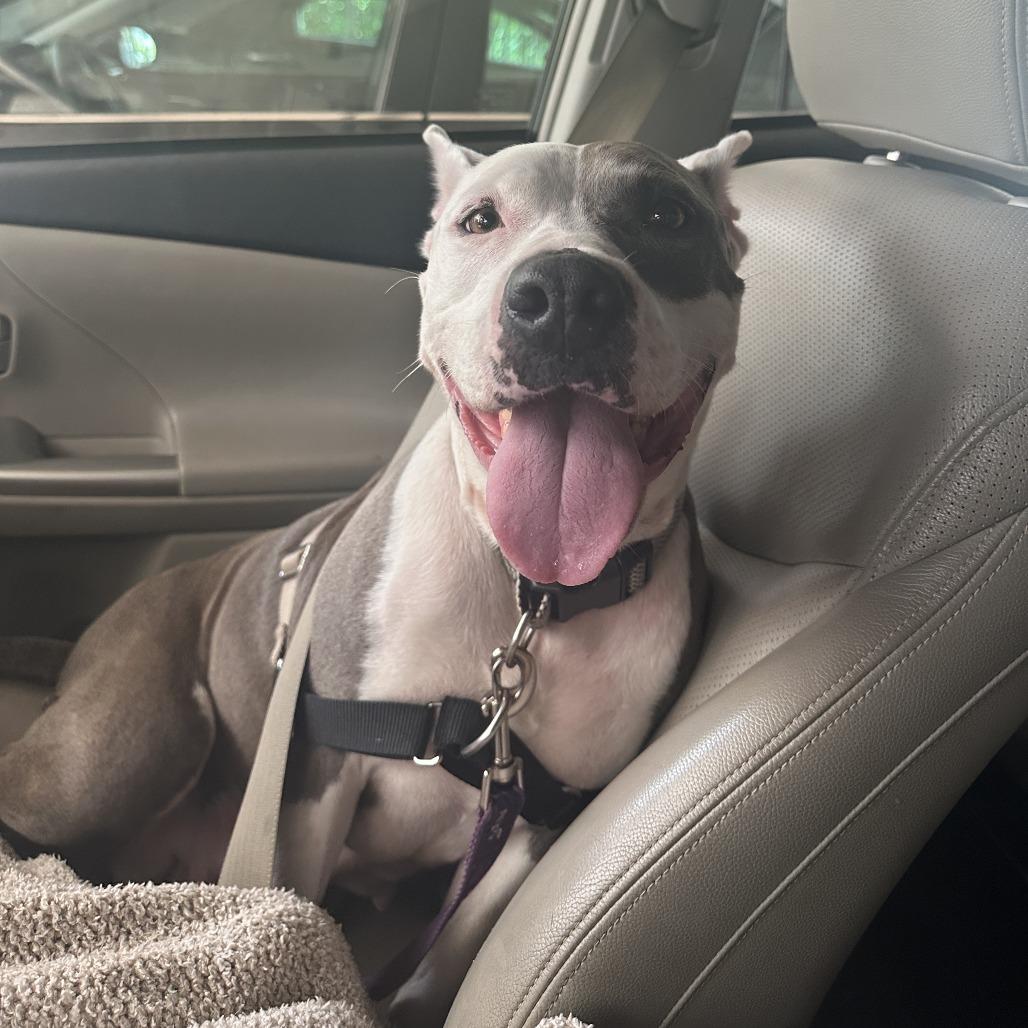 Nani — thumbnail 3