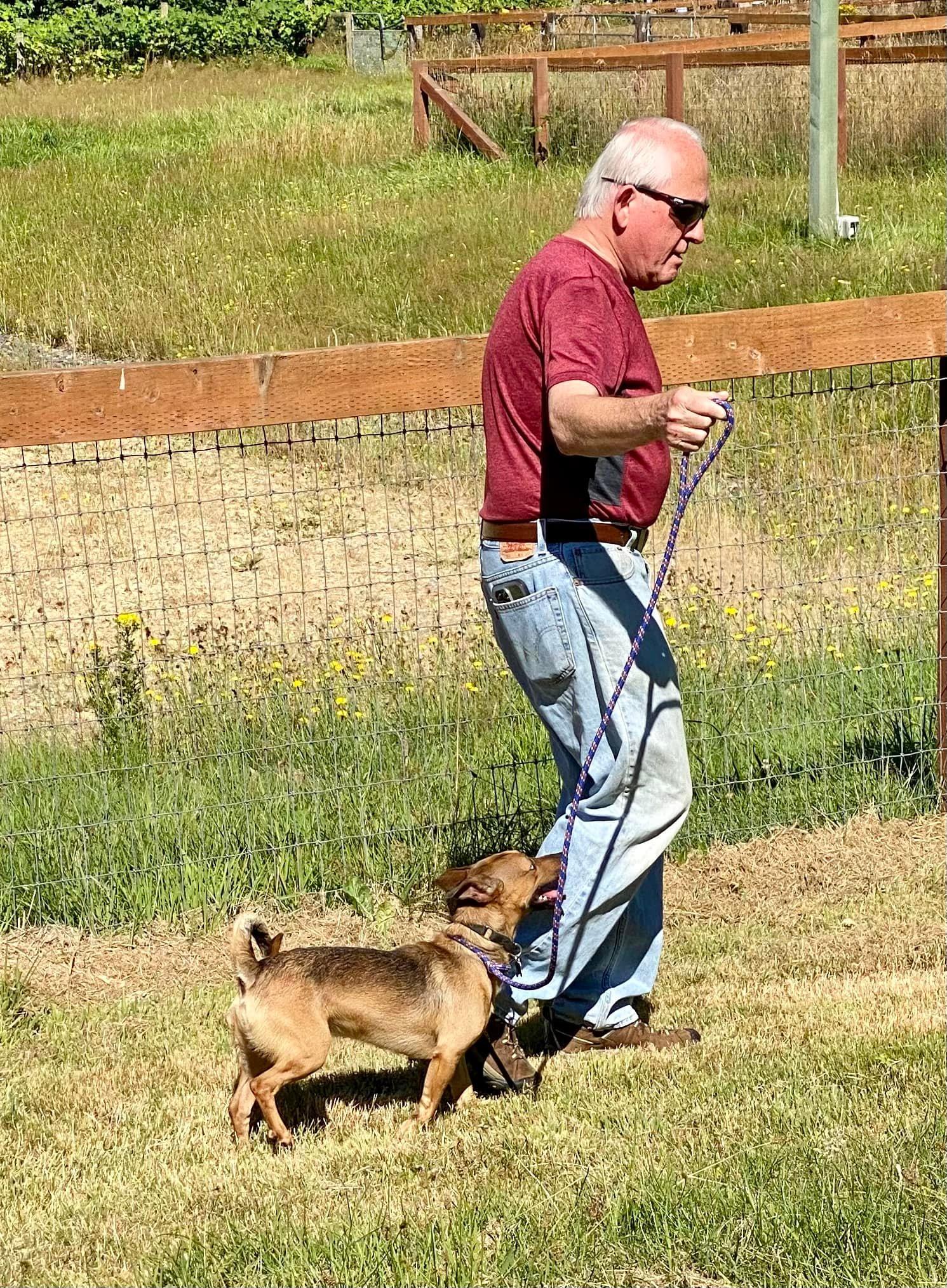 Enlarge Prince, a Adoptable Manchester Terrier in Covington, WA image 5/6