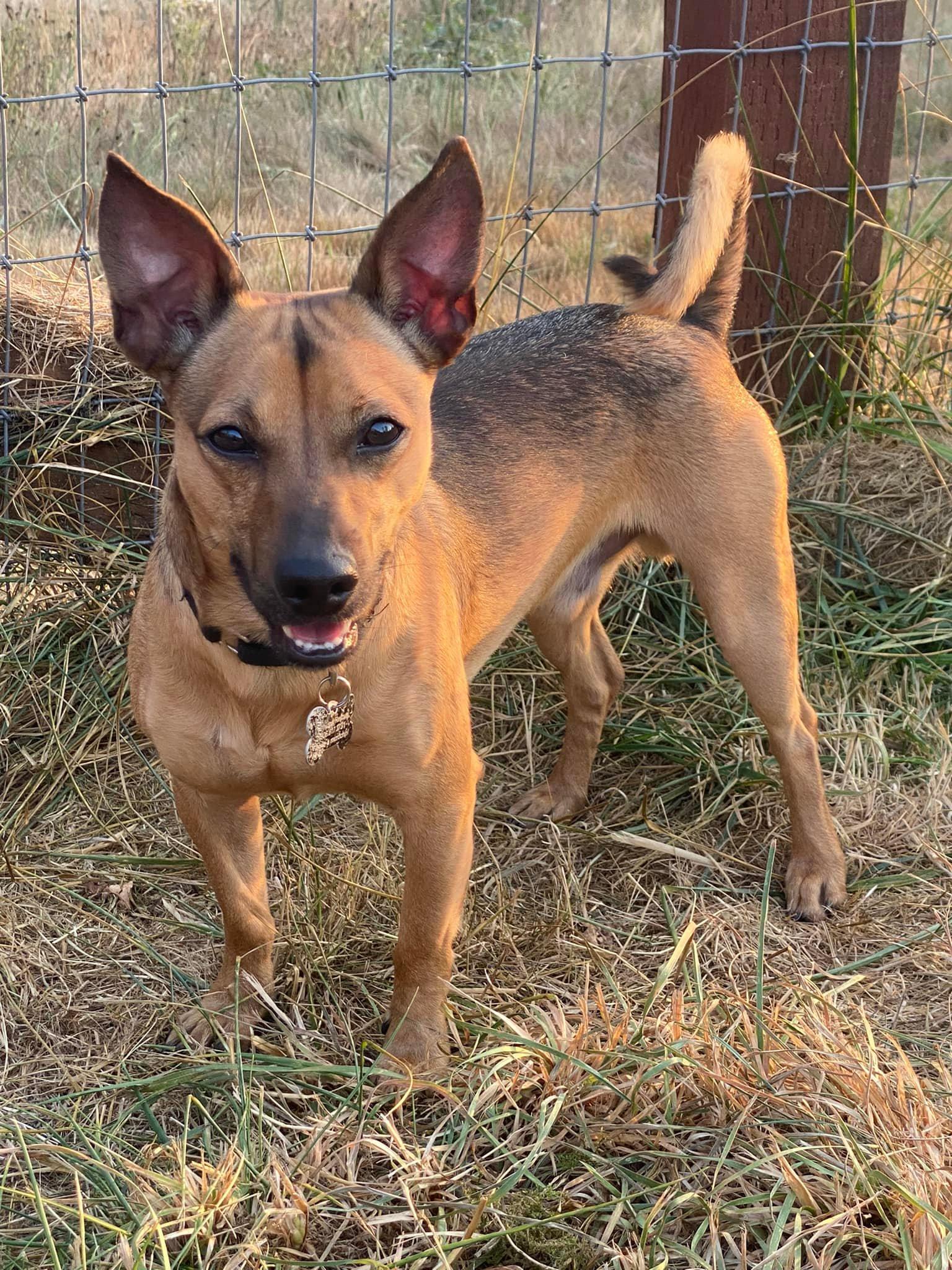 Enlarge Prince, a Adoptable Manchester Terrier in Covington, WA image 1/6