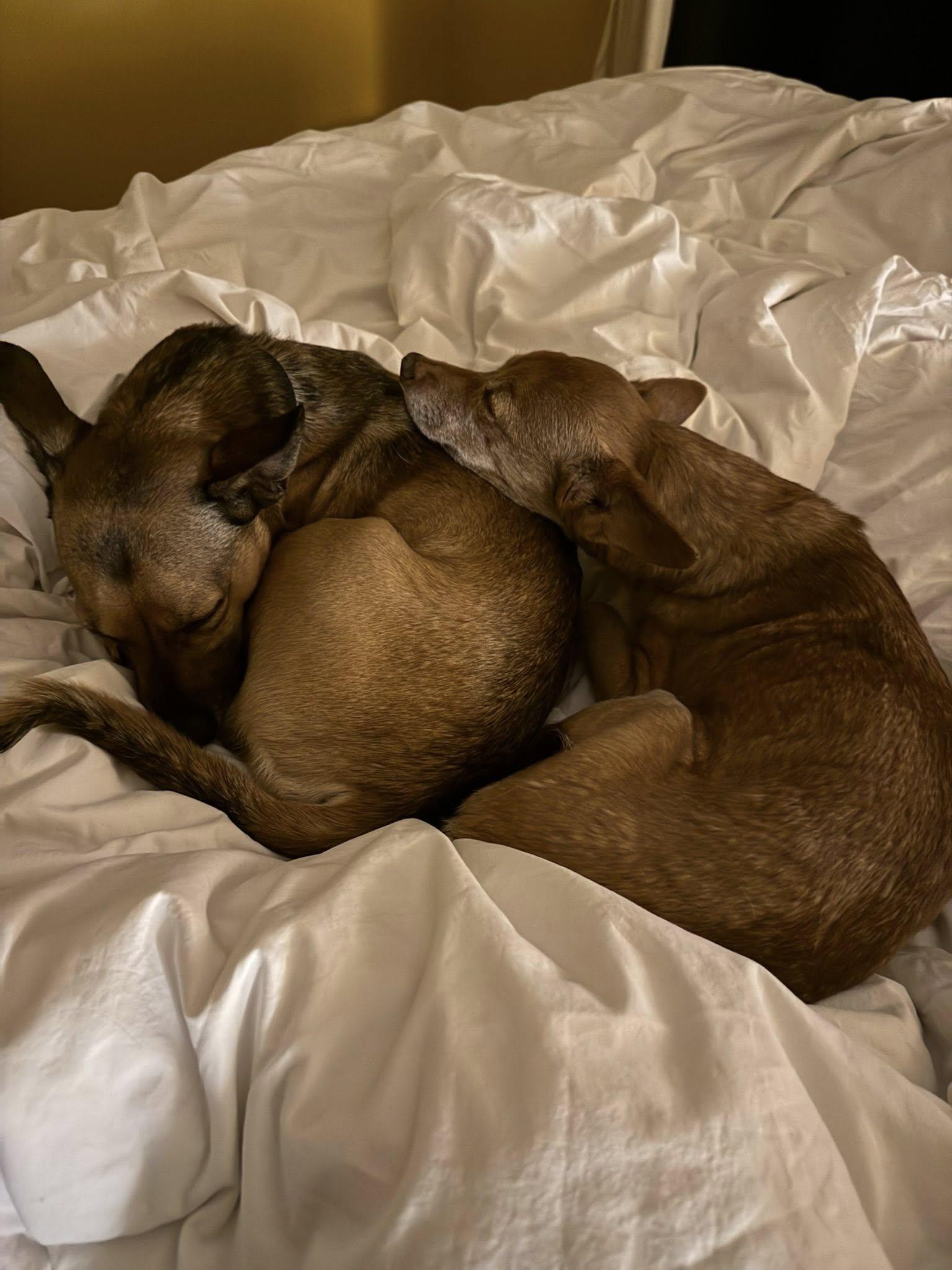 Enlarge Prince, a Adoptable Manchester Terrier in Covington, WA image 4/6