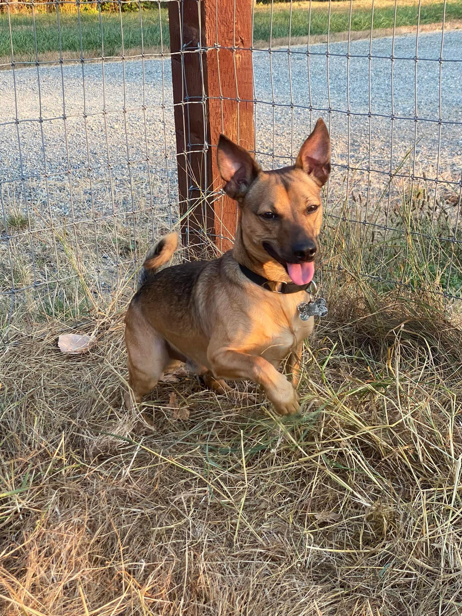 Enlarge Prince, a Adoptable Manchester Terrier in Covington, WA image 2/6