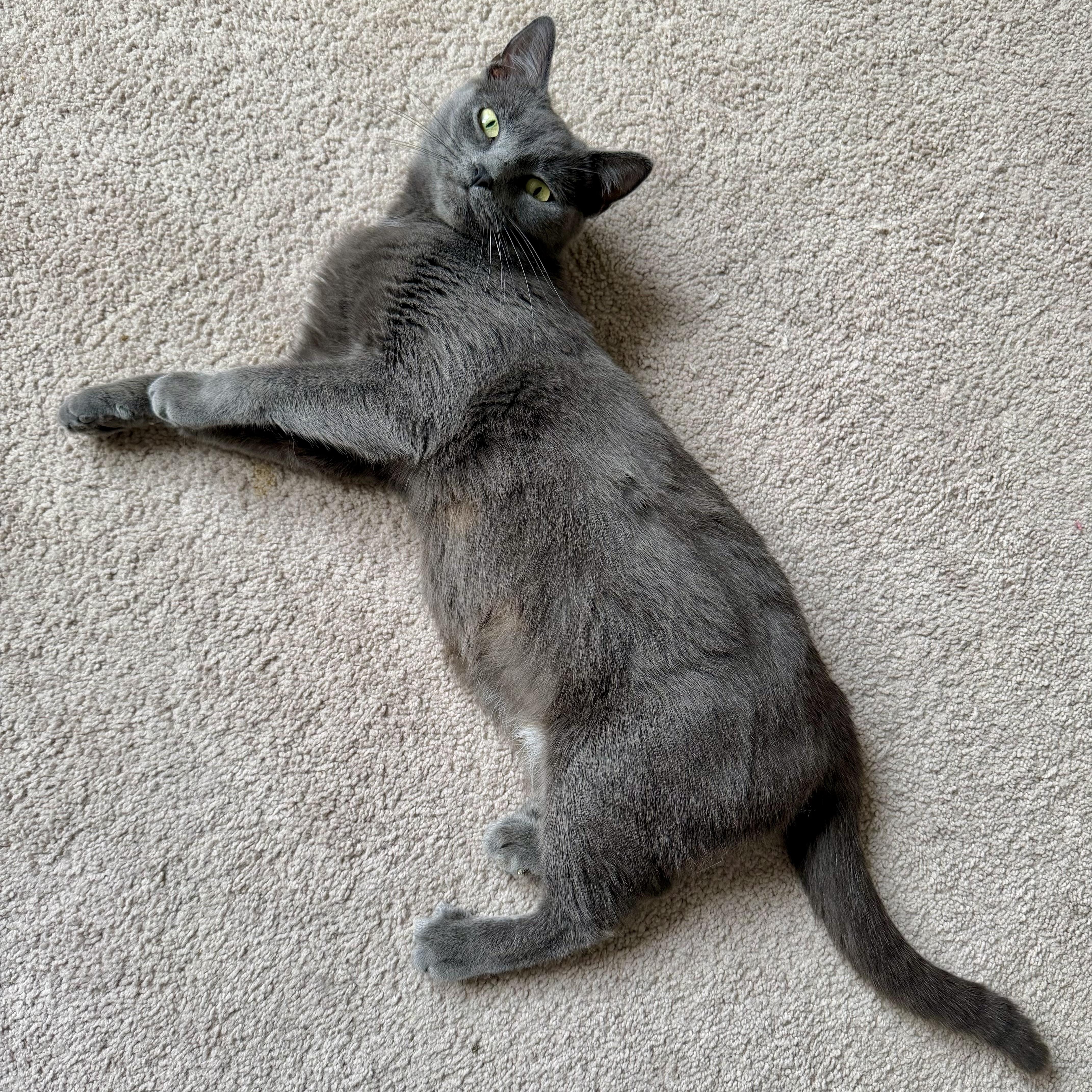 Morticia , an adopted Domestic Short Hair in Bethel, CT image 1/6