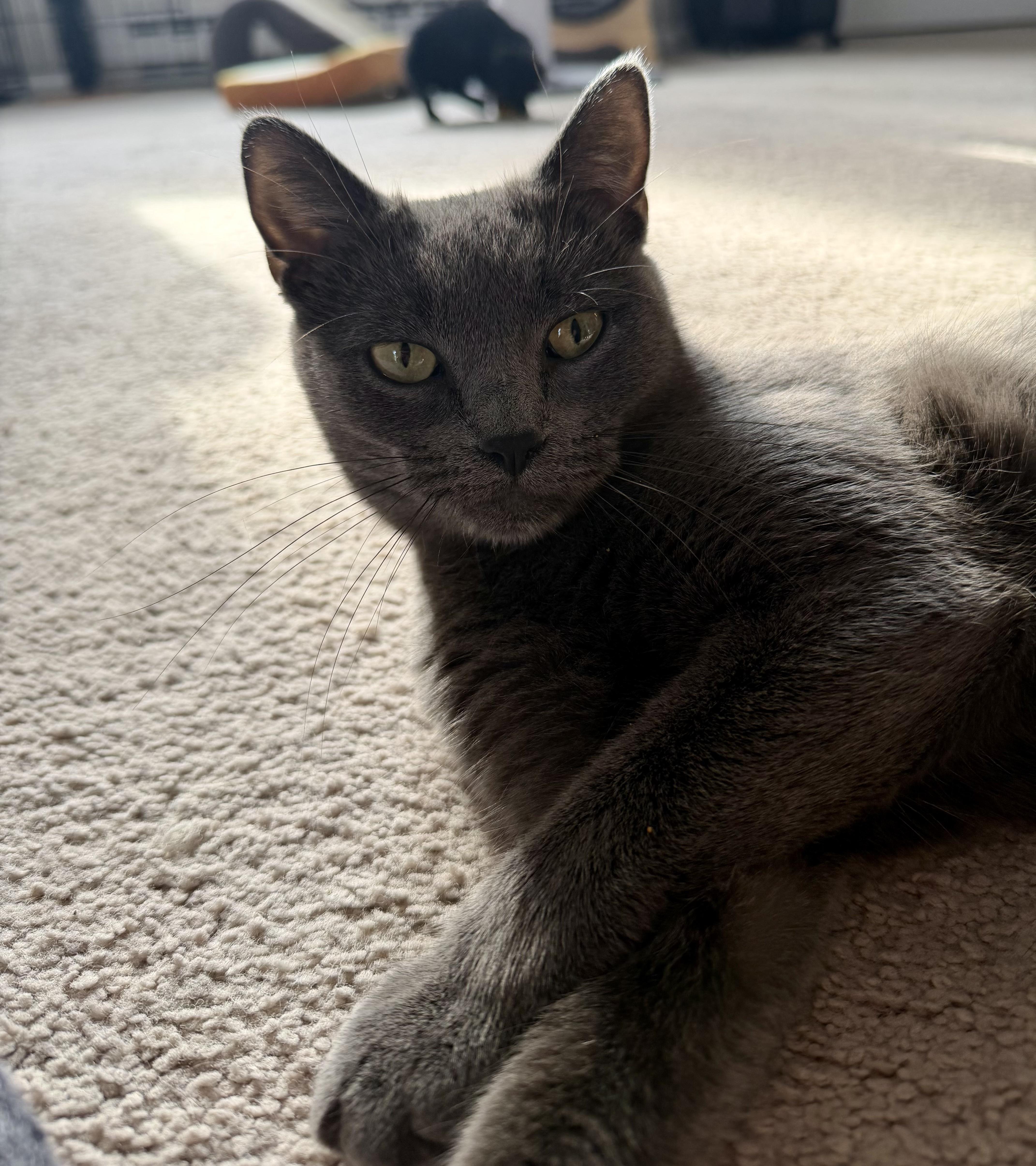 Morticia , an adopted Domestic Short Hair in Bethel, CT image 2/6