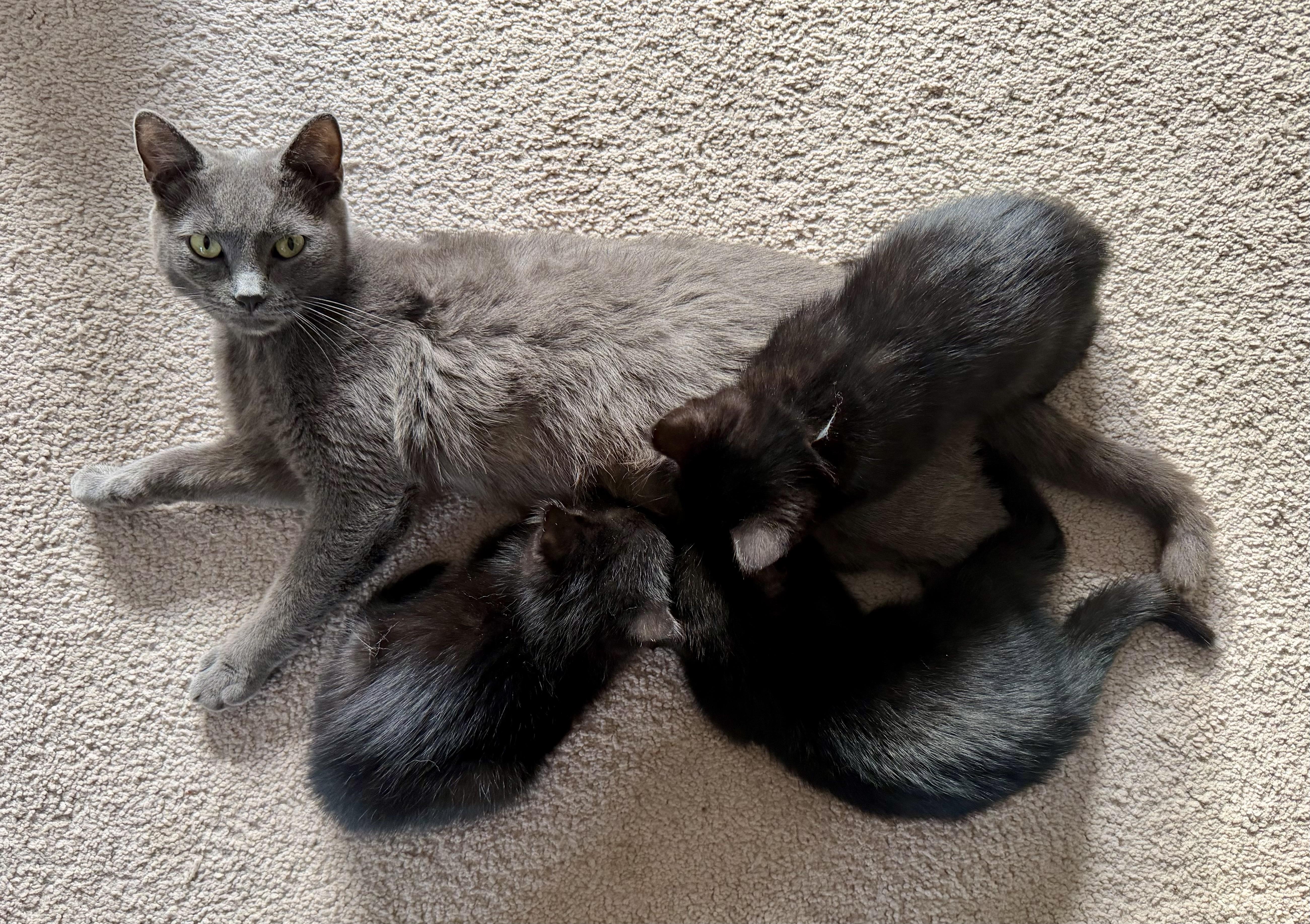 Morticia , an adopted Domestic Short Hair in Bethel, CT image 3/6