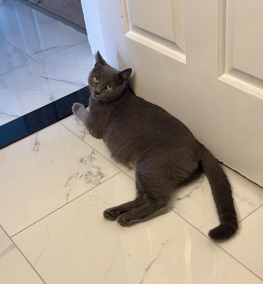 Morticia , an adopted Domestic Short Hair in Bethel, CT image 4/6