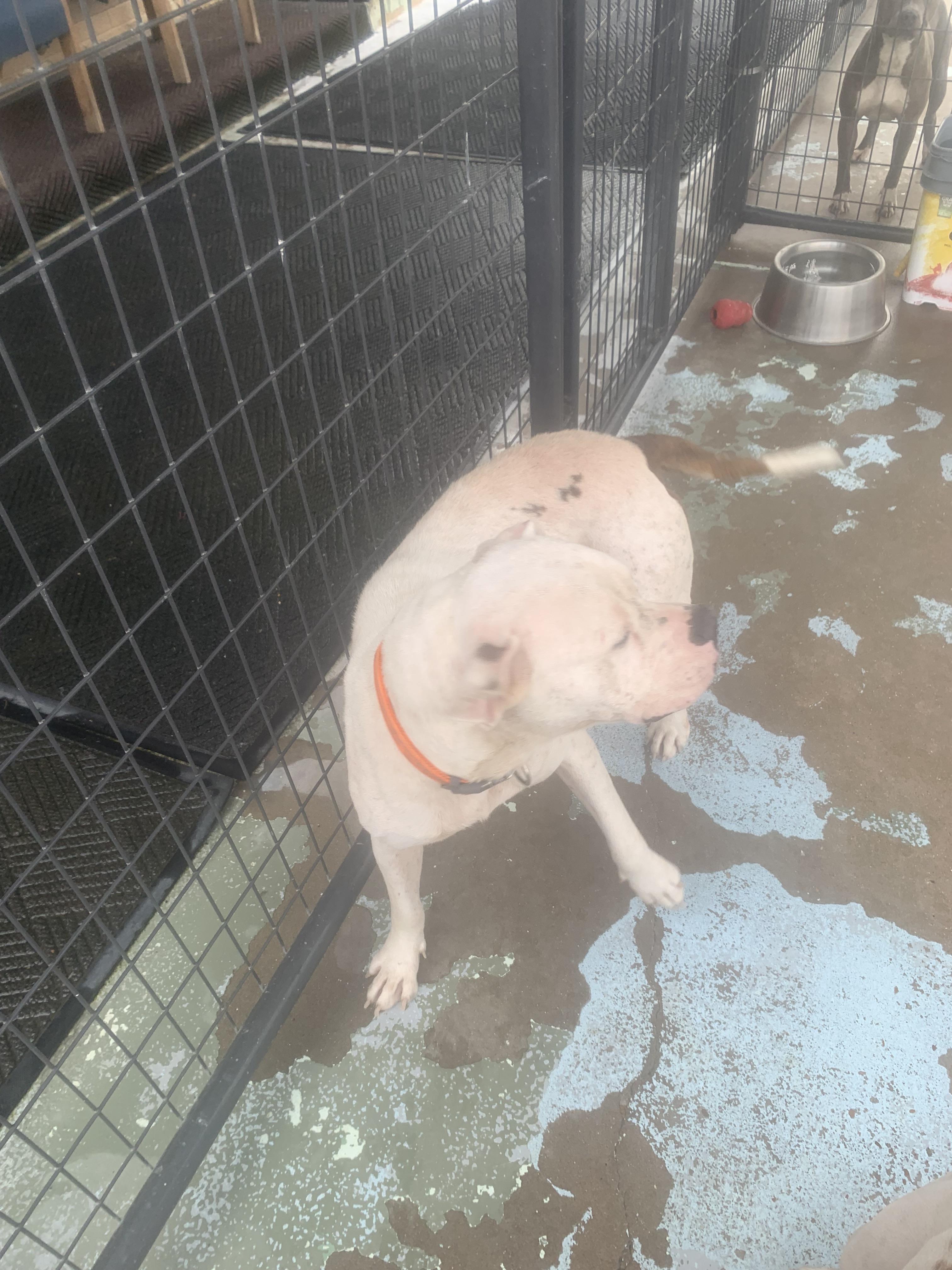 Sydney, Adoptable, Adult Female American Bulldog & Mixed Breed.