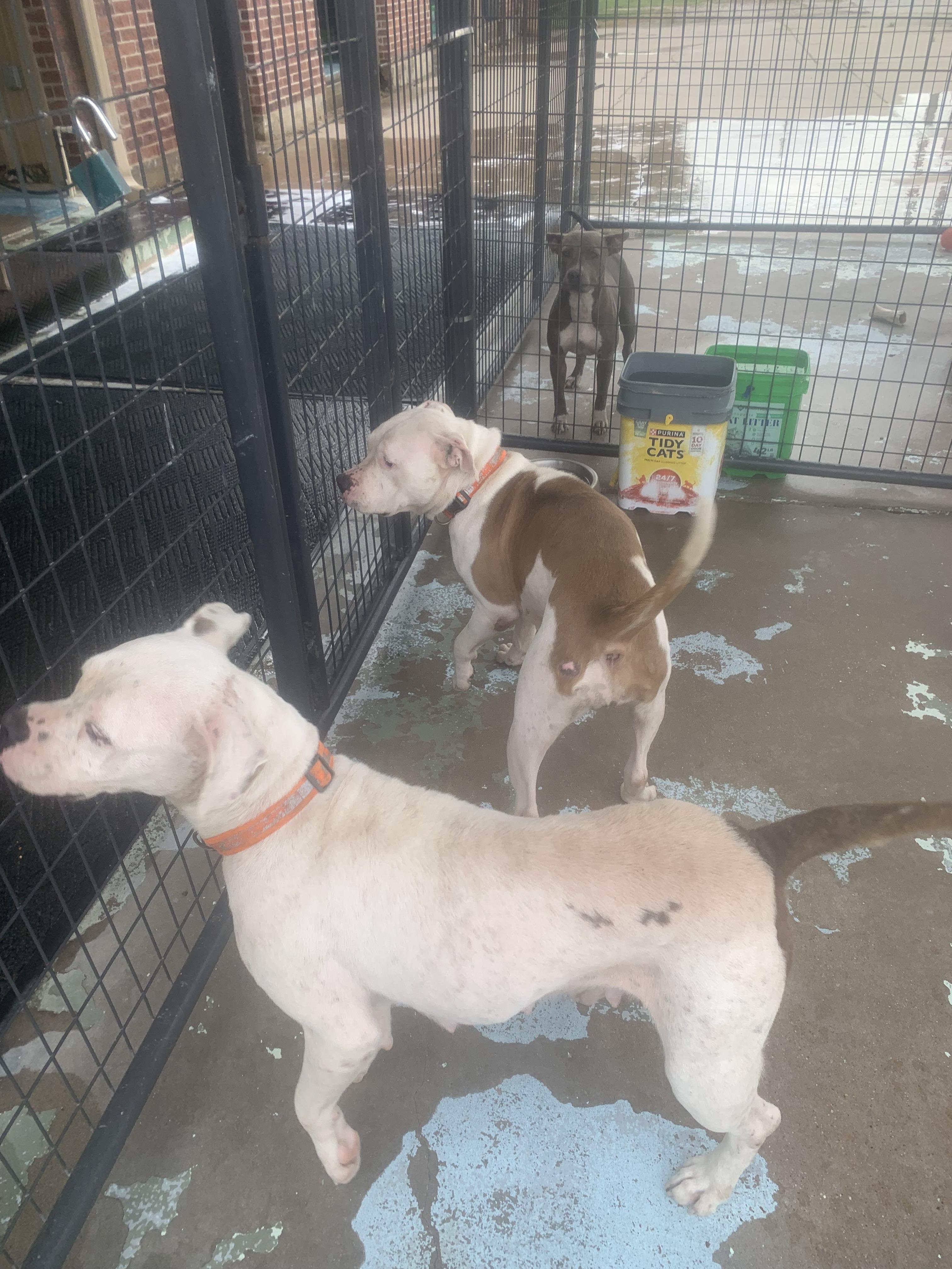 Enlarge Sydney, a Adoptable mixed breed in Hearne, TX image 2/4