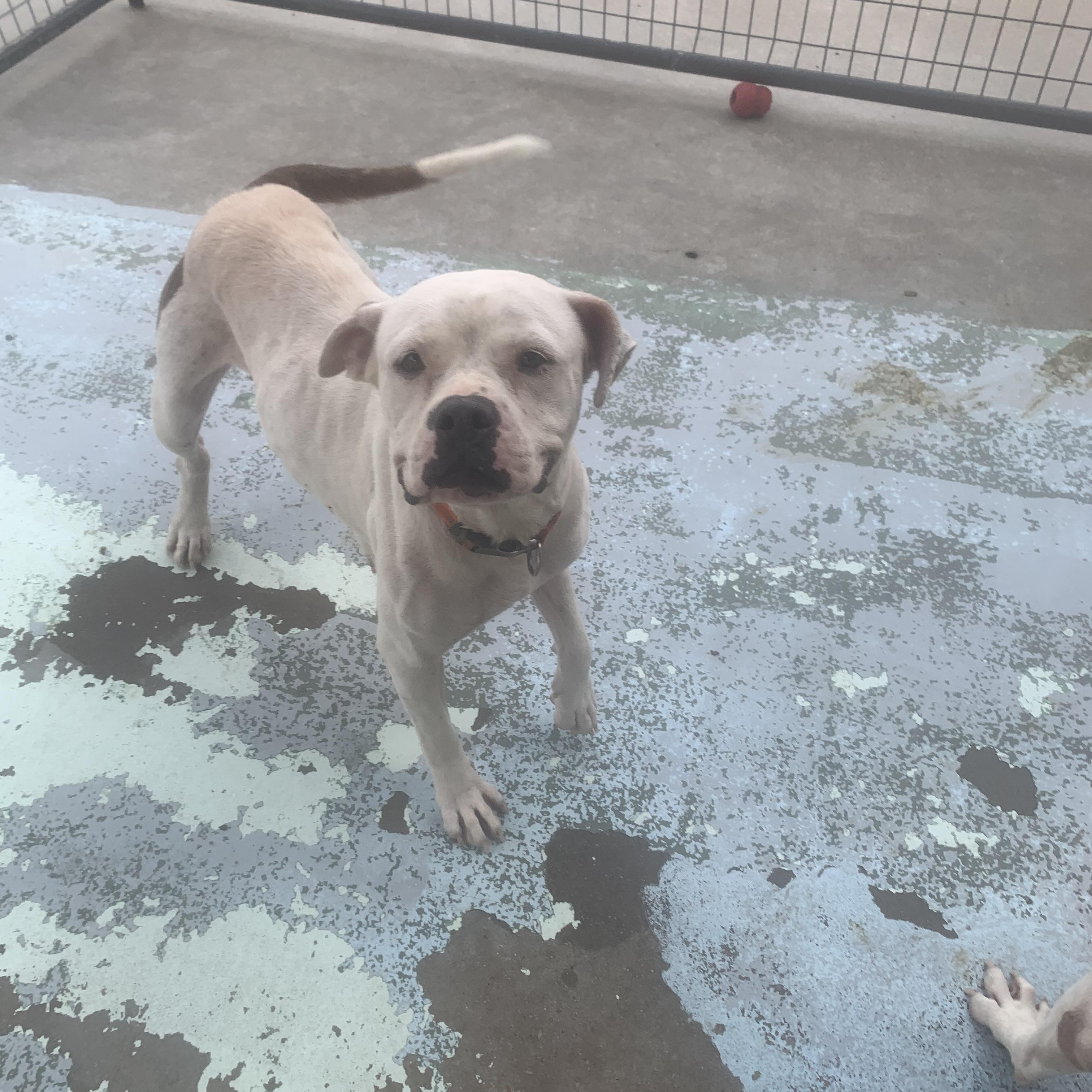 Sydney, Adoptable, Adult Female American Bulldog & Mixed Breed.